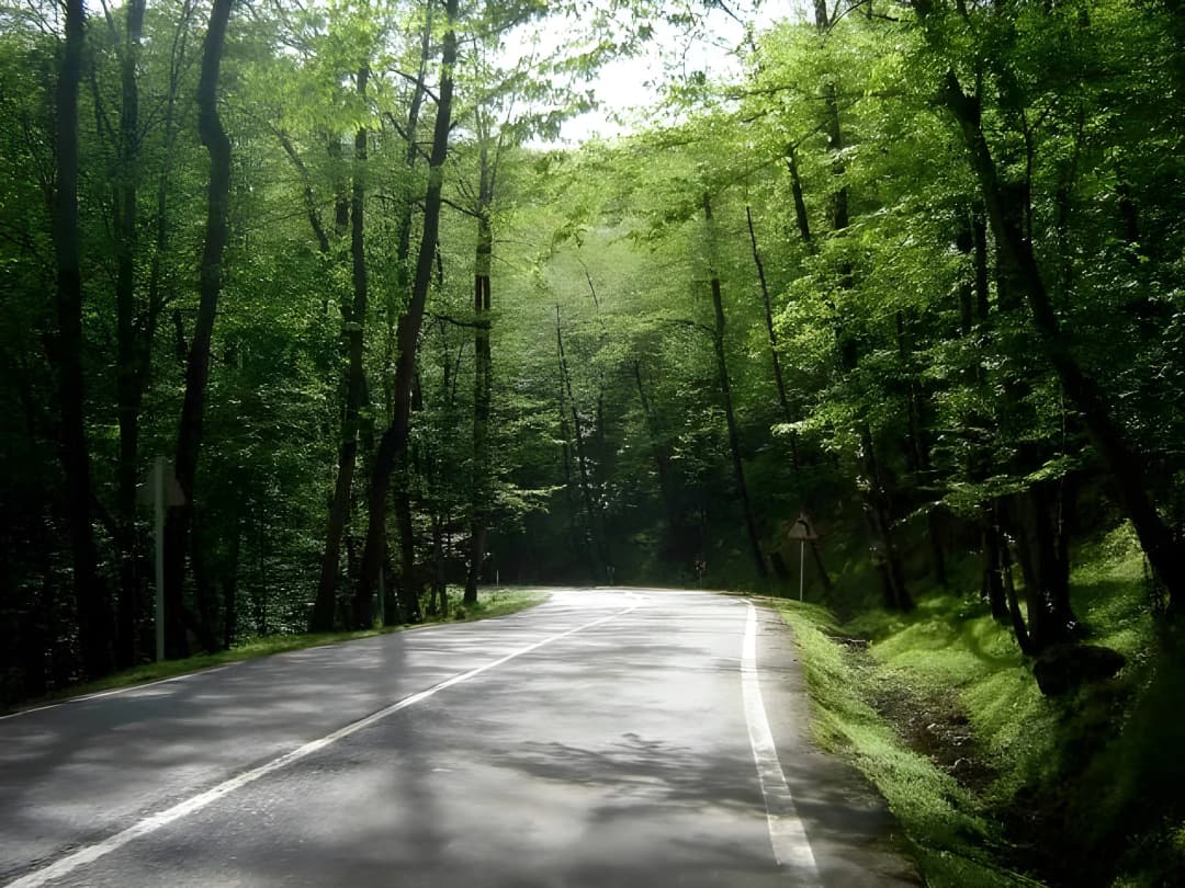 عکسی از جنگل دالخانی رامسر